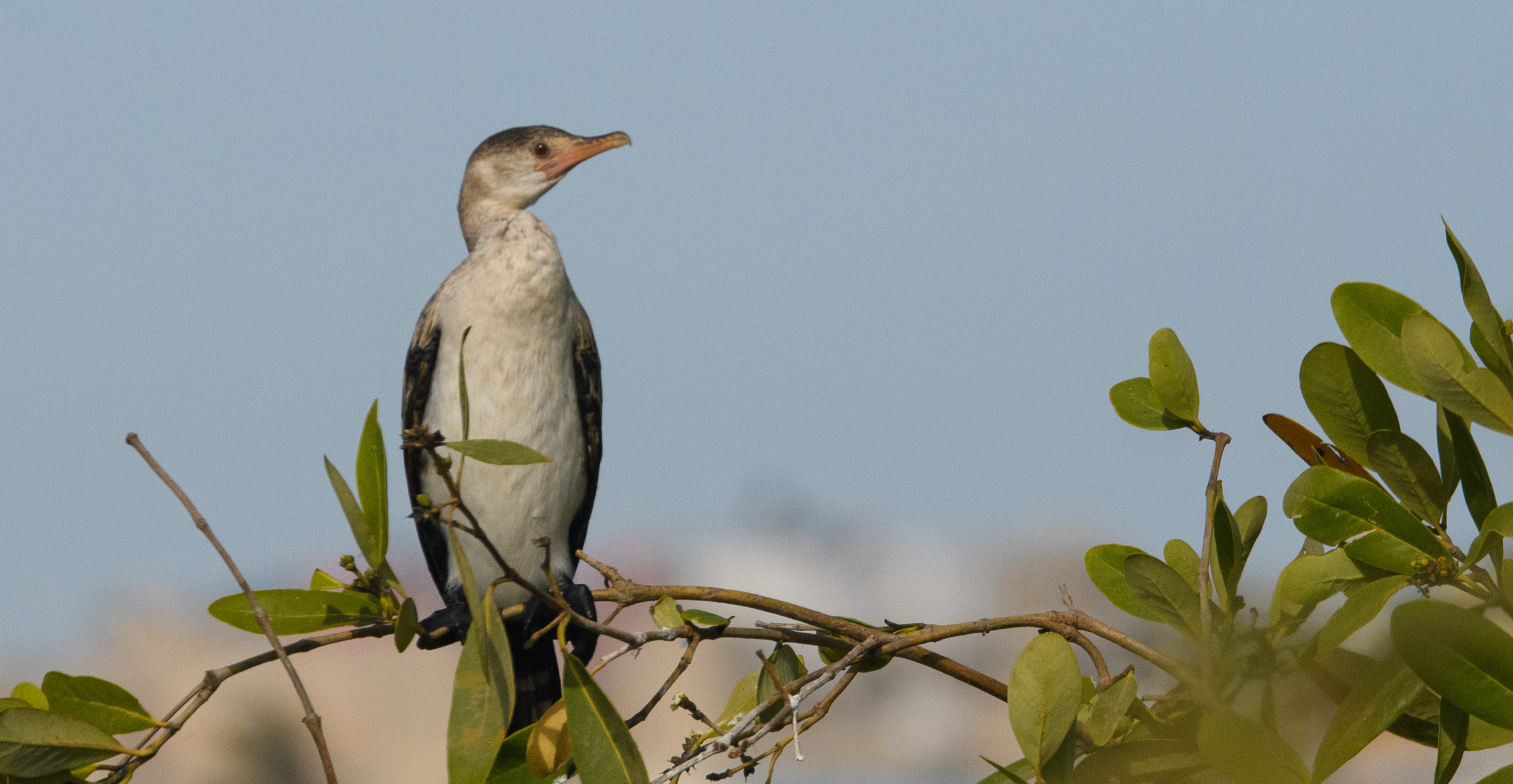 Cormoran africain (Reed cormorant, Microcarbo africanus), juvénile perché au pied d'une berge de la Grande Niaye de Pikine, Dakar Sénégal.